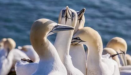 开云电子-三人篮球亚洲杯中国男、女队均获季军