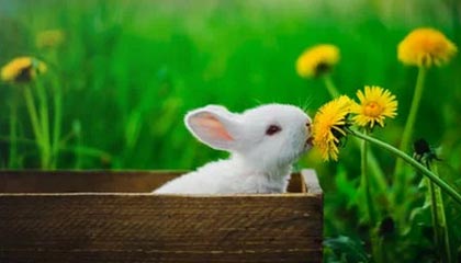 开云登录入口地址-CBA常规赛第23轮：上海队客场战胜广东队